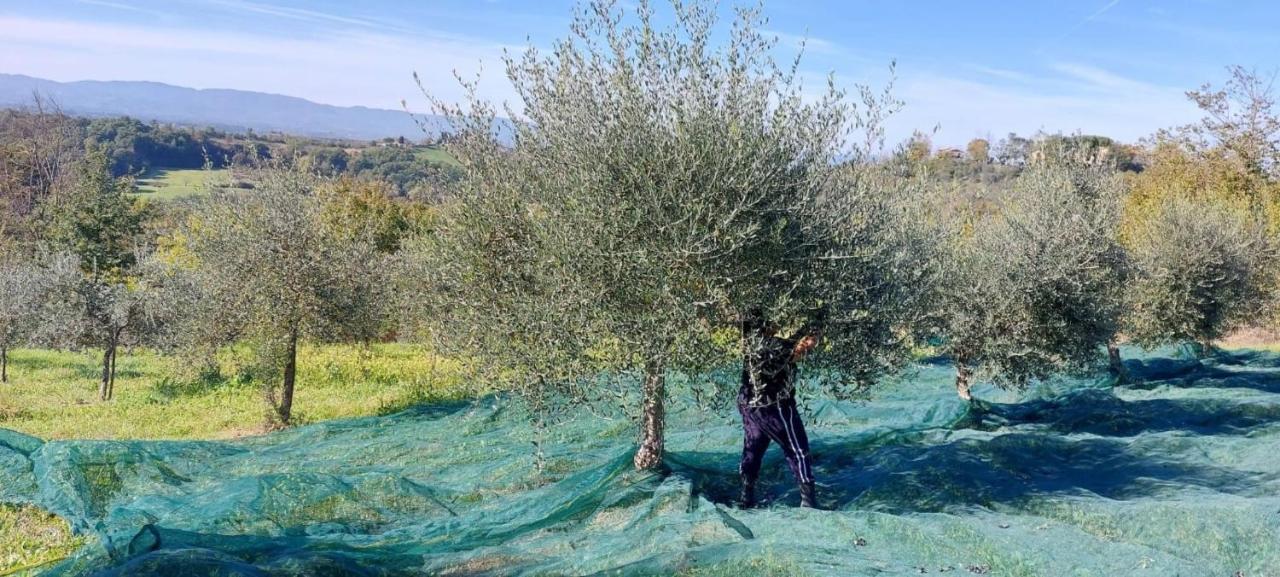 Tenuta I Lecci Terranuova Bracciolini Εξωτερικό φωτογραφία