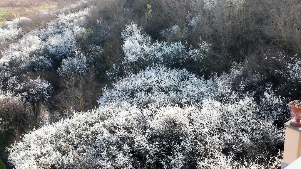 Tenuta I Lecci Terranuova Bracciolini Εξωτερικό φωτογραφία